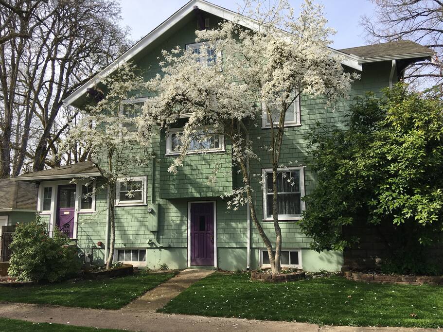 This is a photo in early spring.
The Ferry St side of my house with the magnolias in bloom.
