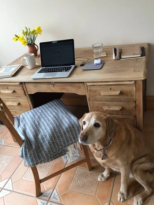 Peace & quiet to work in the sunroom