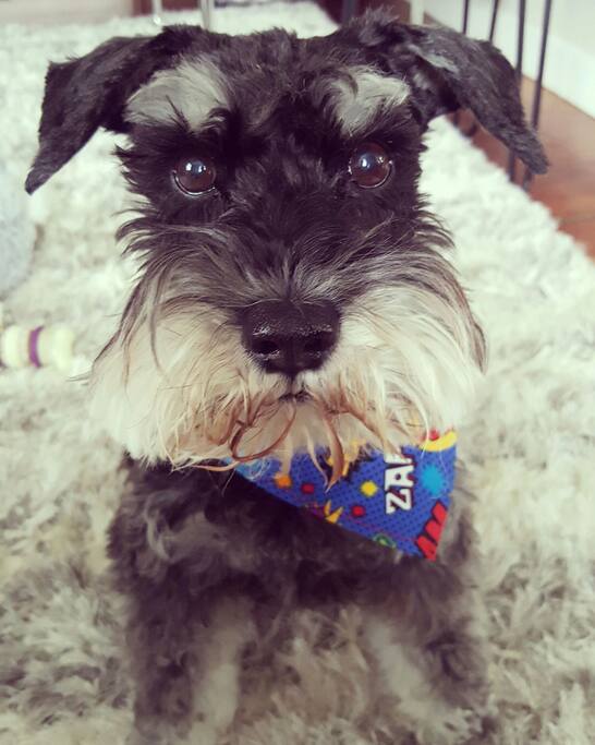 Baxter will welcome you!