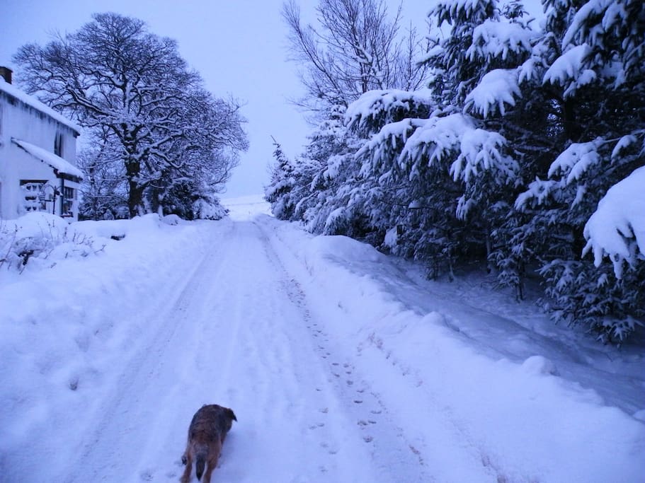 the beautiful snowy approach to the house in Winter