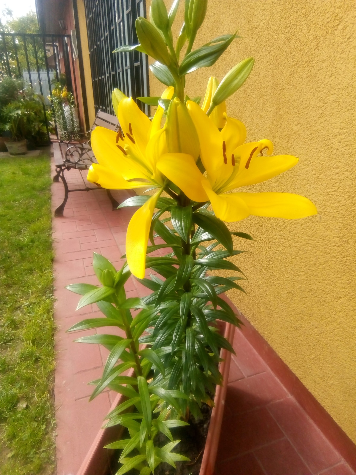 A vibrant yellow lily plant thrives in a planter, showcasing large blossoms and lush green leaves. The rich texture of the petals contrasts with the warm yellow exterior of the surrounding wall, enhancing the greenery of the nearby grass.