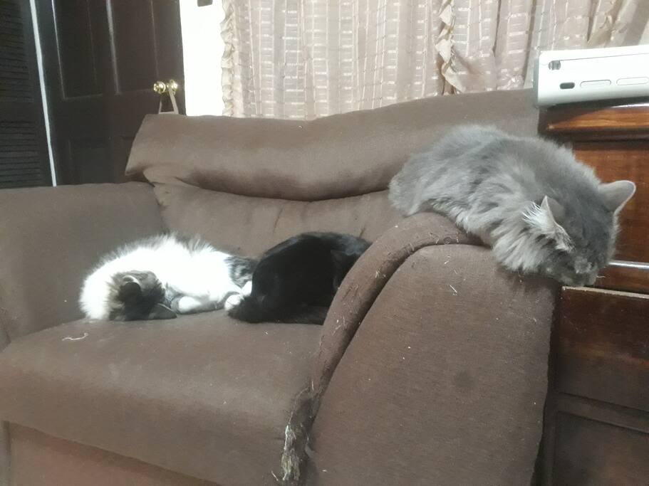 Convivir con gatos