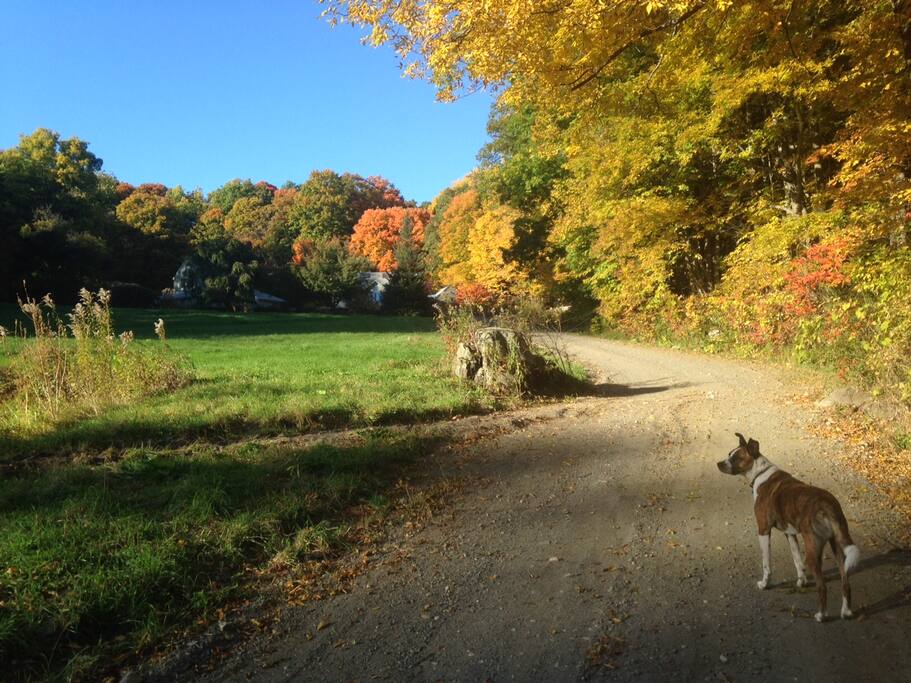 The driveway - you can see the house and studio at the top. Fall colors are AMAZING!