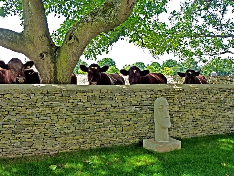 Curious cows