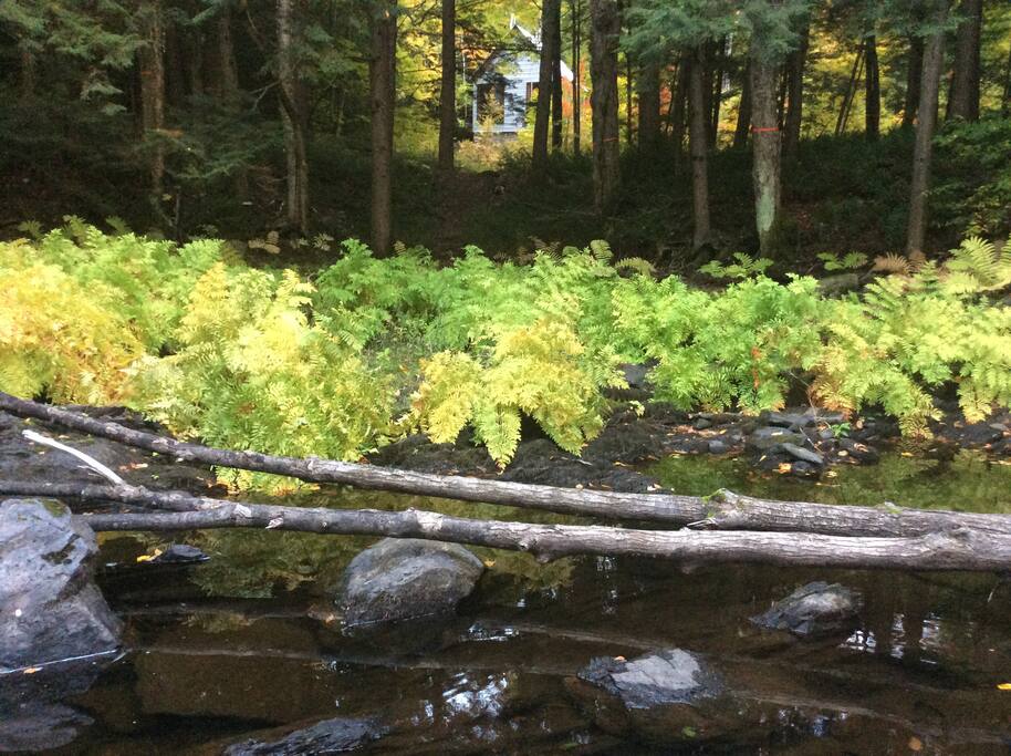 View of the cabin from the river