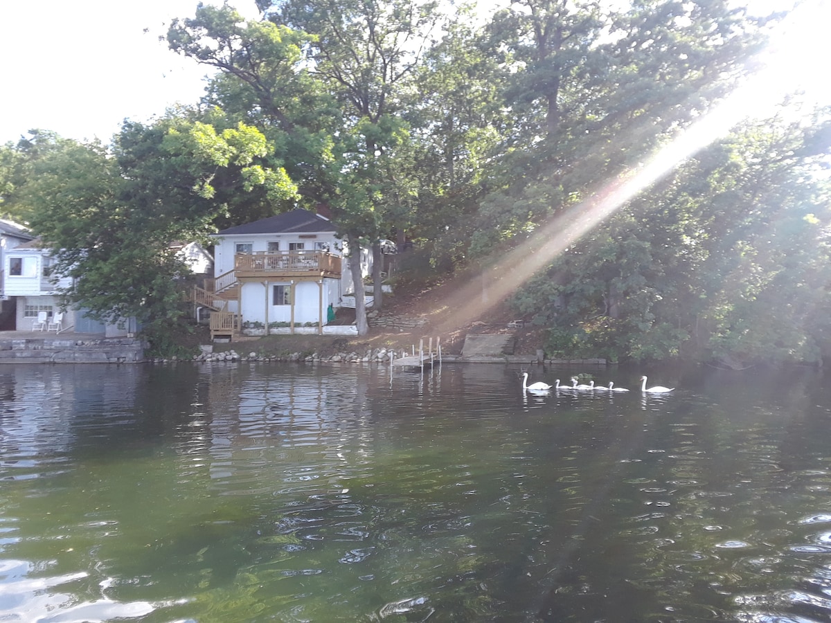 A serene lakeside view features a cottage surrounded by greenery, with a well-maintained wooden deck. Sunlight filters through the trees, creating a warm ambiance. Six swans glide peacefully along the water's surface, enhancing the tranquil setting.