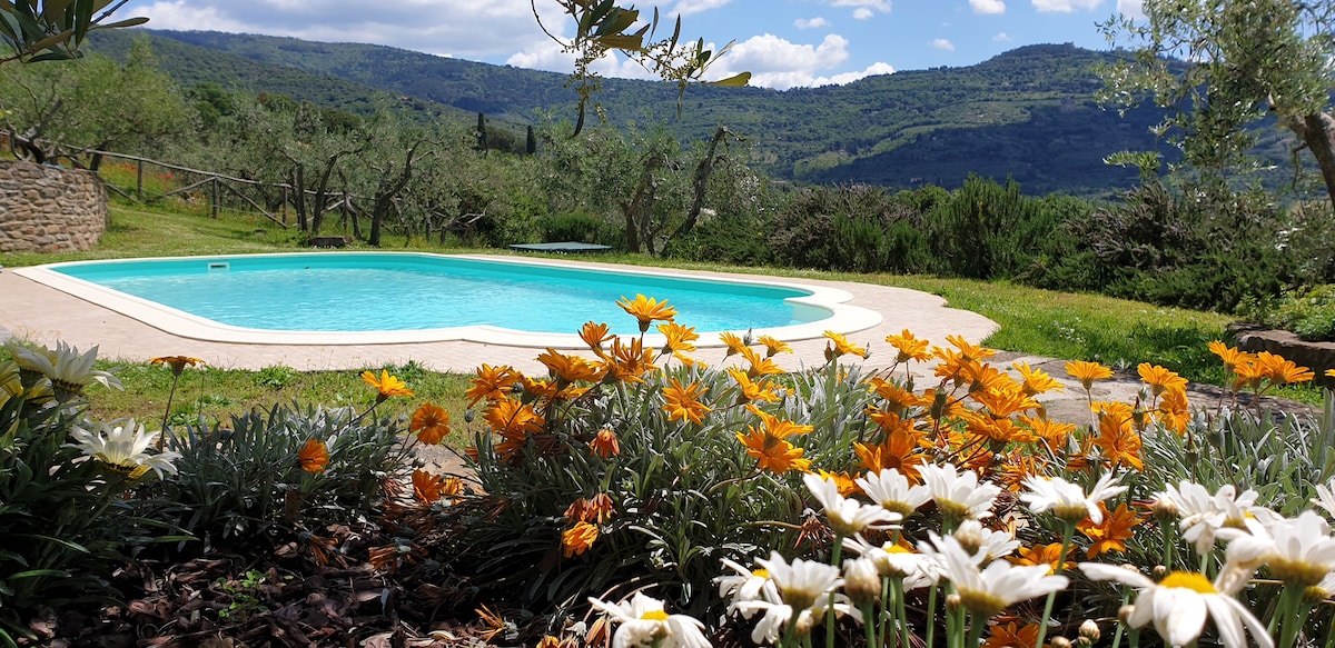 A sparkling swimming pool is framed by vibrant yellow and white flowers, set against a backdrop of rolling hills and olive trees. The clear blue sky reflects in the pool, creating a serene outdoor space for relaxation.