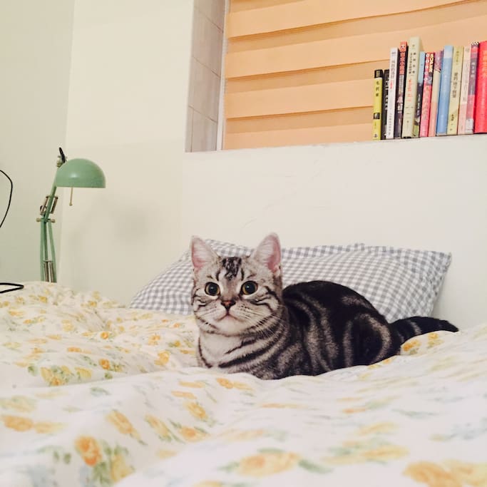 please love cat | 原谅我,又晒了一次猫^_^