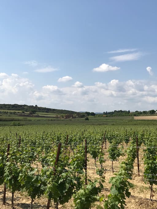 Vineyards surrounding property/Vignobles entourant la propriété/Wijngaarden rondom eigendom