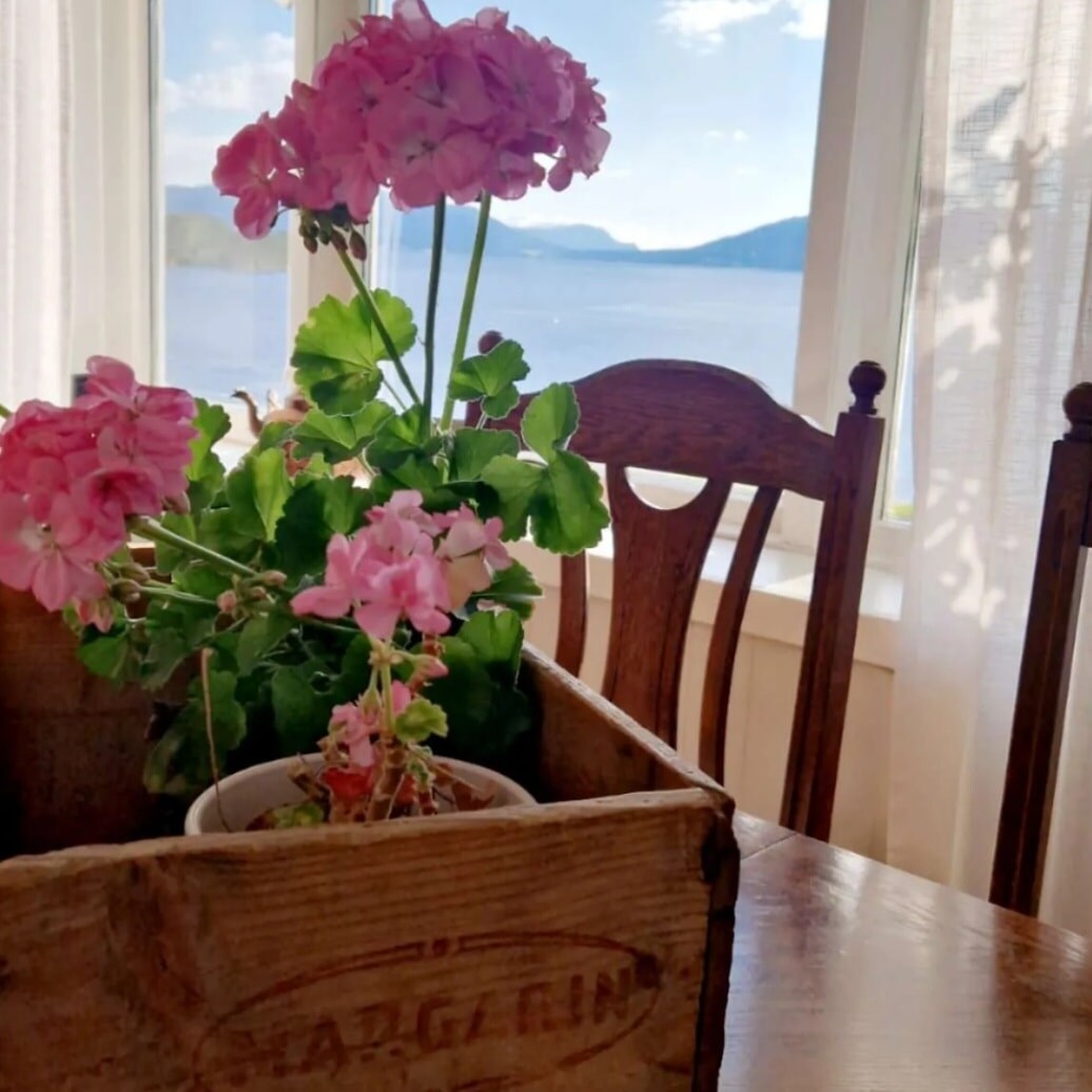 A wooden box holds vibrant pink geraniums, positioned on a dining table. Soft sunlight filters through sheer curtains, illuminating the flowers and revealing a serene view of the sea and distant mountains beyond a large window.