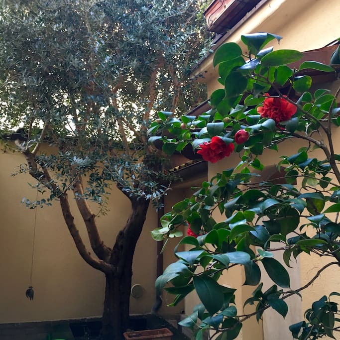 My sweet Camelia and the old olive tree