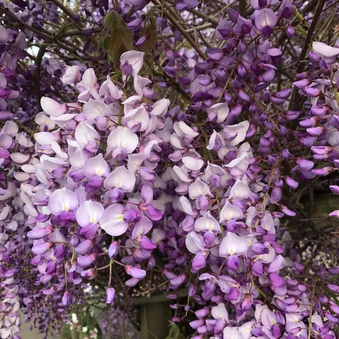 Wisteria in bloom