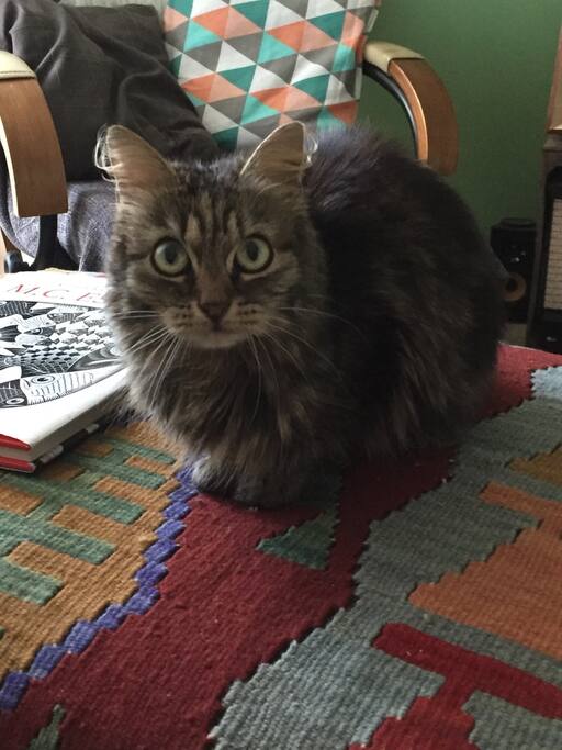 This is ALF the cat of the house ;-)