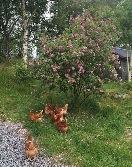 Ferieboligen har hage/uteplass med frittgående høner. / There is a small garden and seeting area outside with free range chickens.