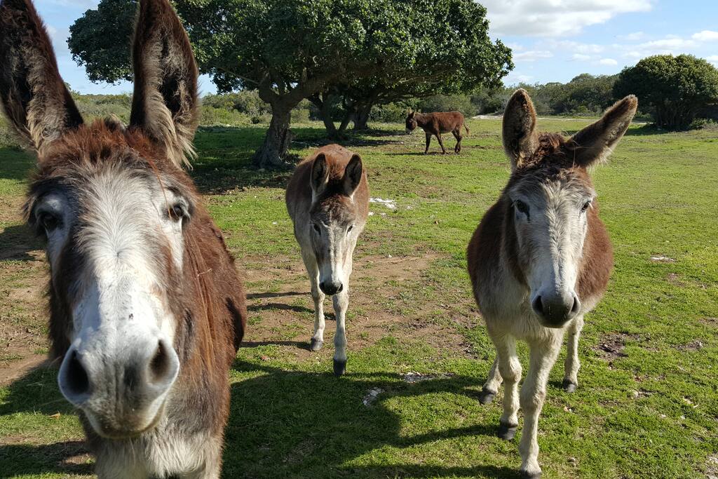 Some more locals