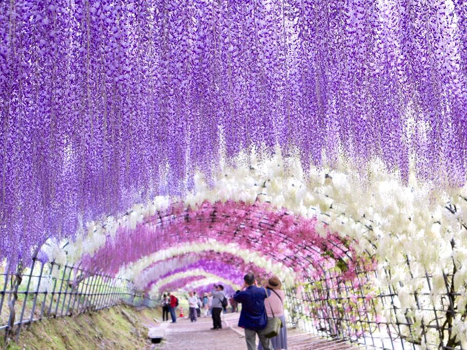 东瀛花物语 日本最美的紫藤花园 比上野的樱花更浪漫 日本旅游攻略 尽在airbnb爱彼迎