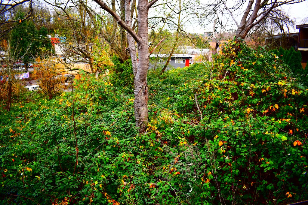 Forest in the Backyard
