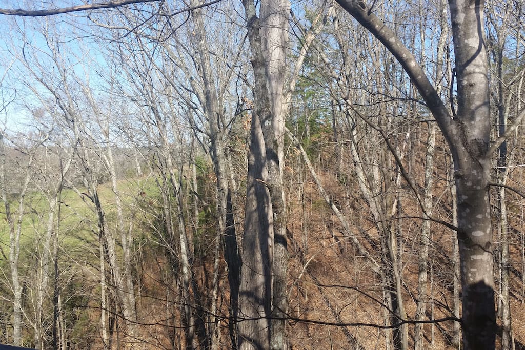 Private and close to nature. (back deck view)