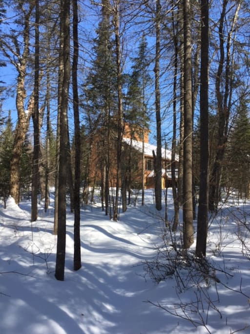 View from the Woods