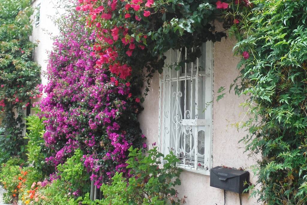 Bougainvillea in the Driveway