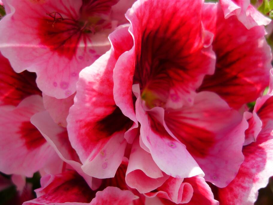 I nostri fiori