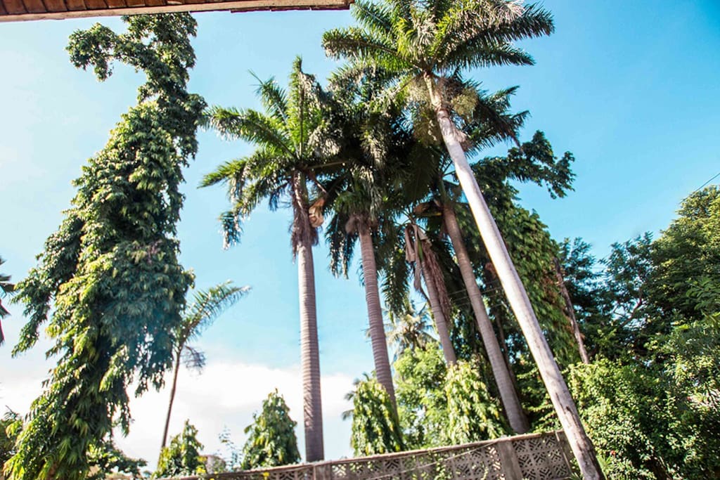 The outside garden