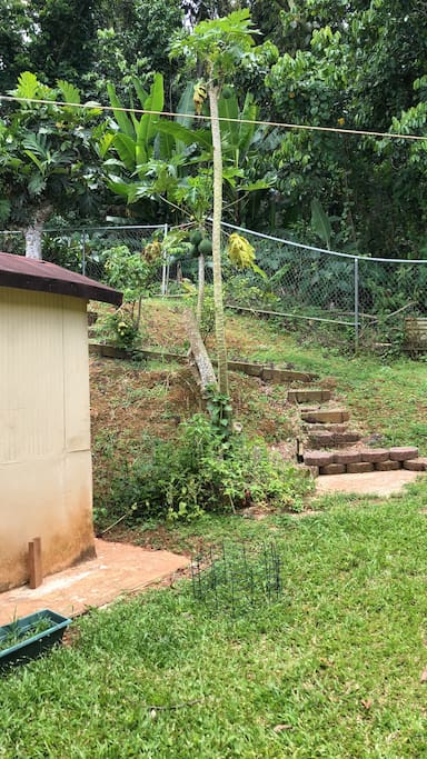 Patio Trasero