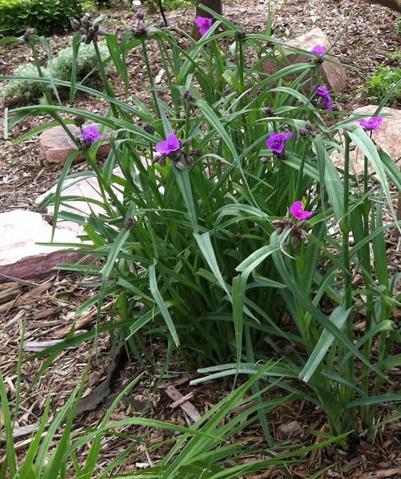 The front yard garden features native prairie plants including the Spiderwort (pictured) and the Prairie Coneflower...