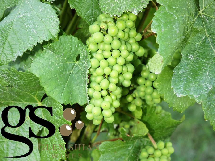Glen Shian Chardonnay grapes.