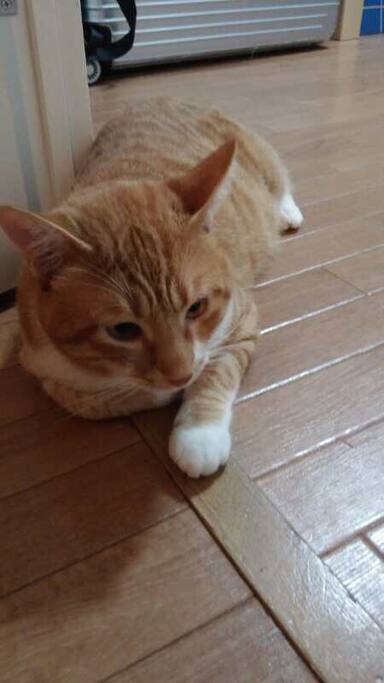 家猫