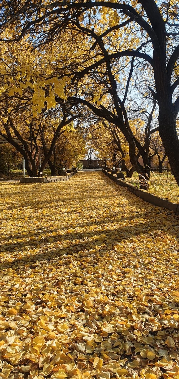 A tranquil pathway is lined with trees adorned with golden leaves. The ground is covered with a thick layer of yellow foliage, creating a warm and inviting atmosphere. Sunlight filters through the branches, casting gentle shadows along the serene walkway.