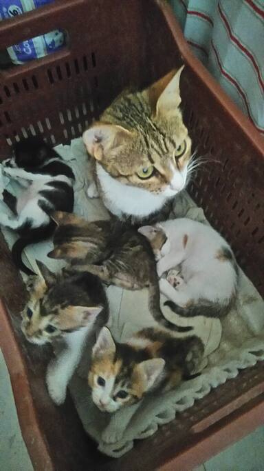Chichi et ses chatons!