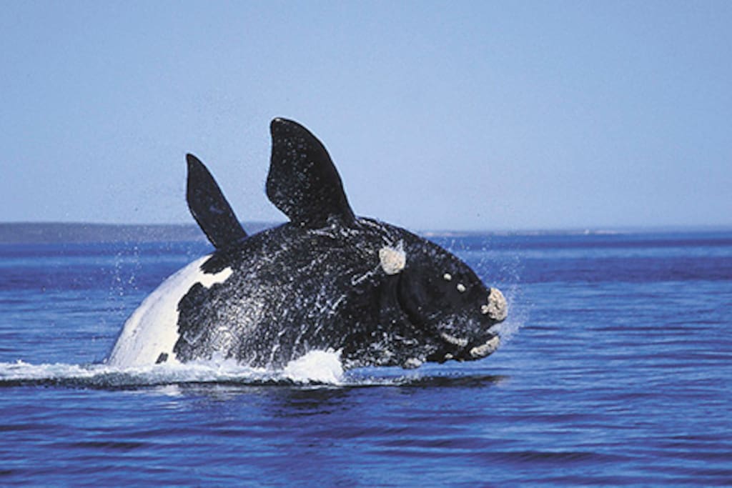 Whalewhatching