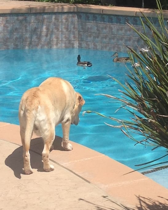 My dog checking out the ducks in the pool!