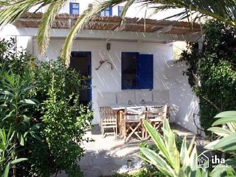 Στη σκιά του φοίνικα