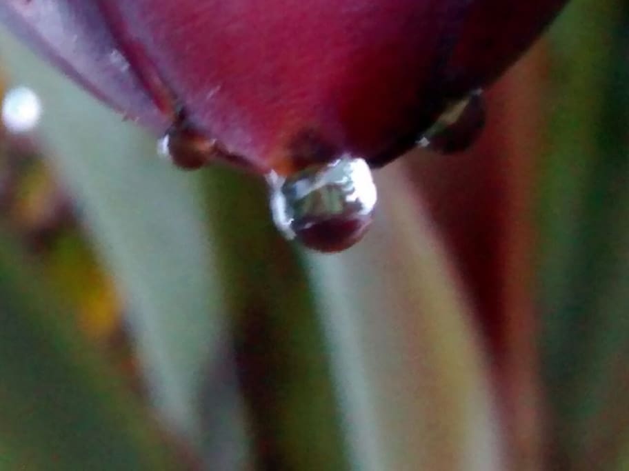 A gota da bananeira.