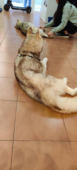 Dog Cafe With Huskies Coffee Among Dogs