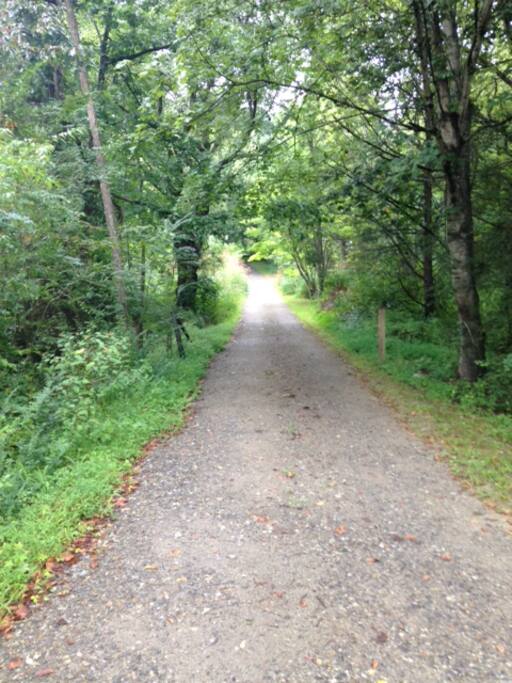 Shady driveway