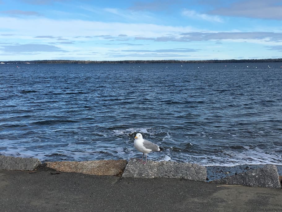 Make friends with the gulls!
