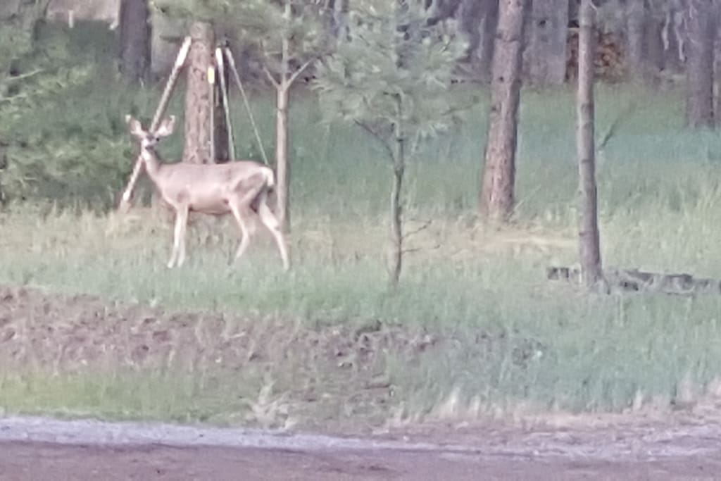 This deer was off to side of the road of where the cabin is located