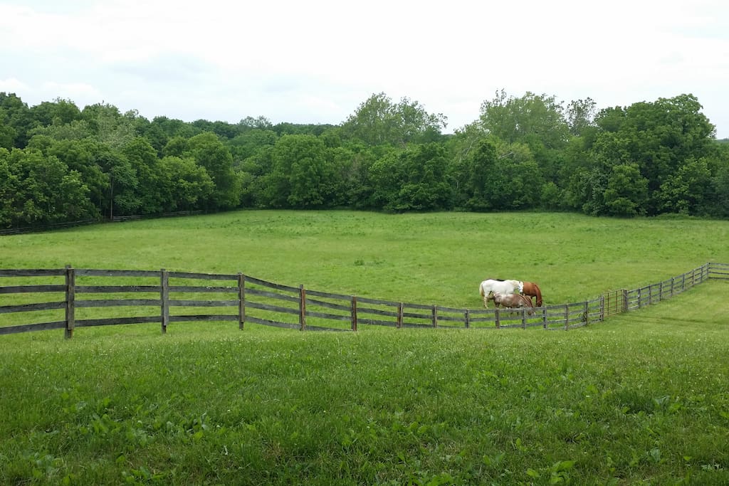 View from front porch of lower pasture