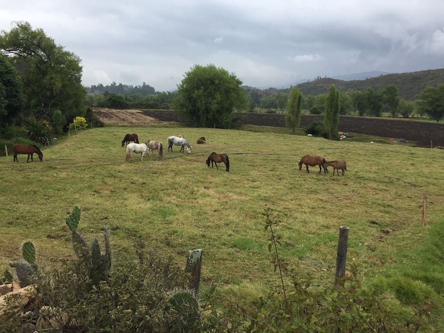 En las cercanías podrás encontrar granjas ganaderas y agrícolas.