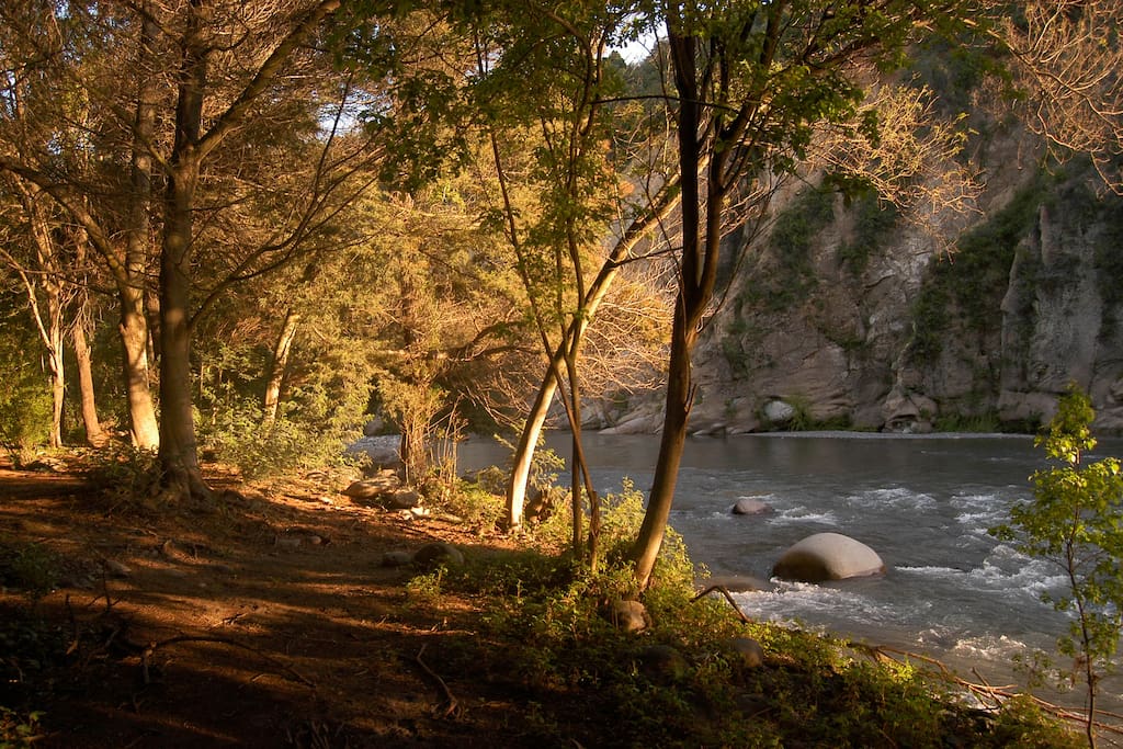 En el bosque a orillas de río