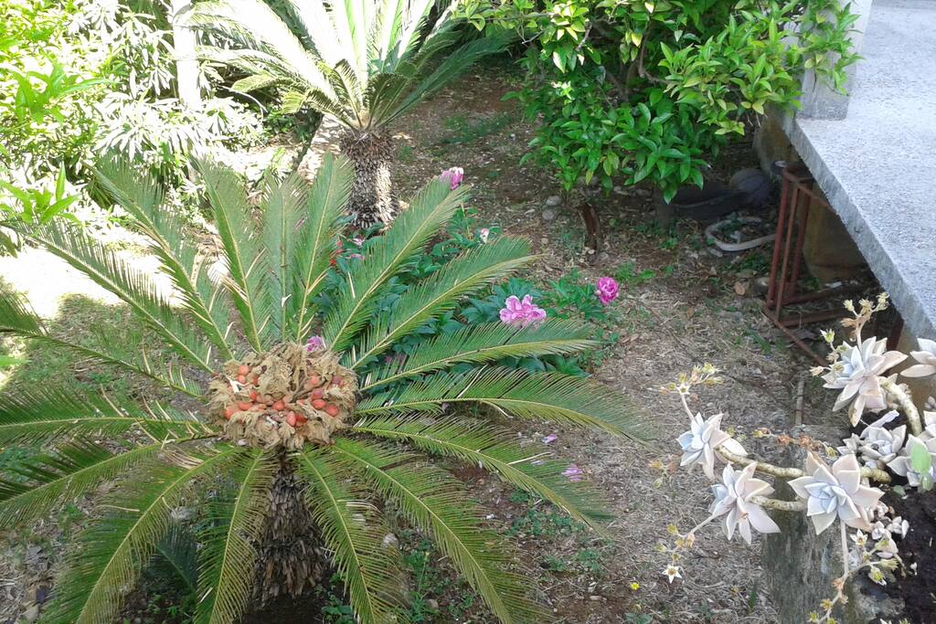 a view from the balcony to the garden