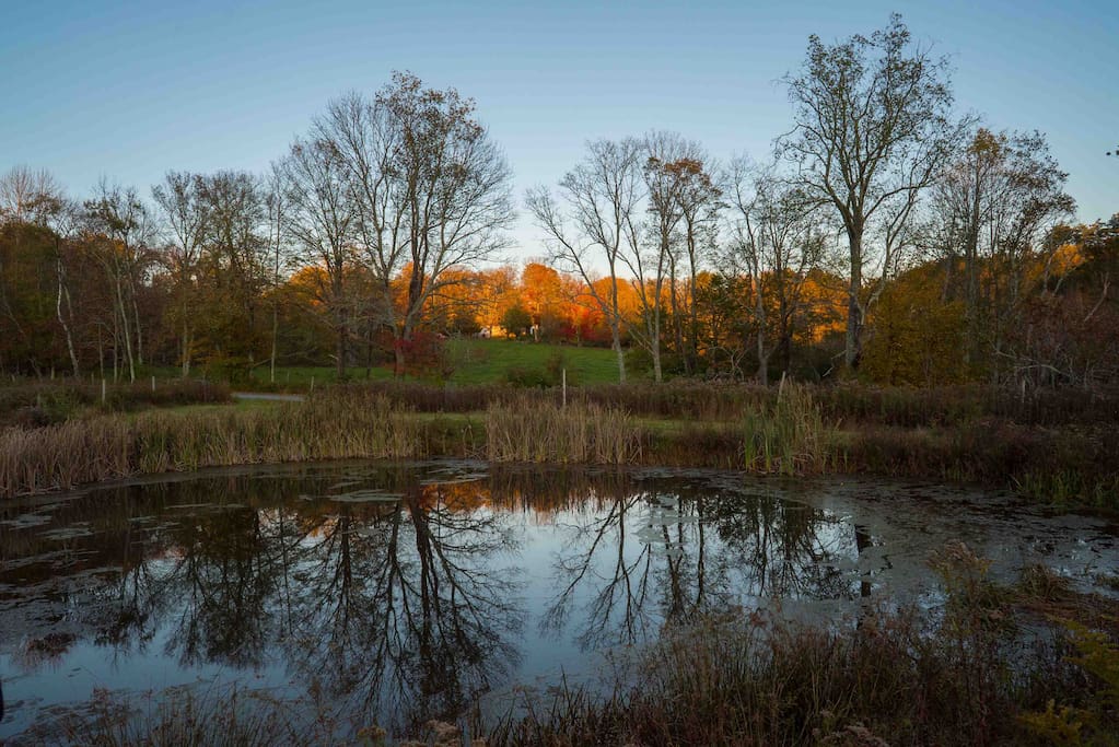 Pond around sunset