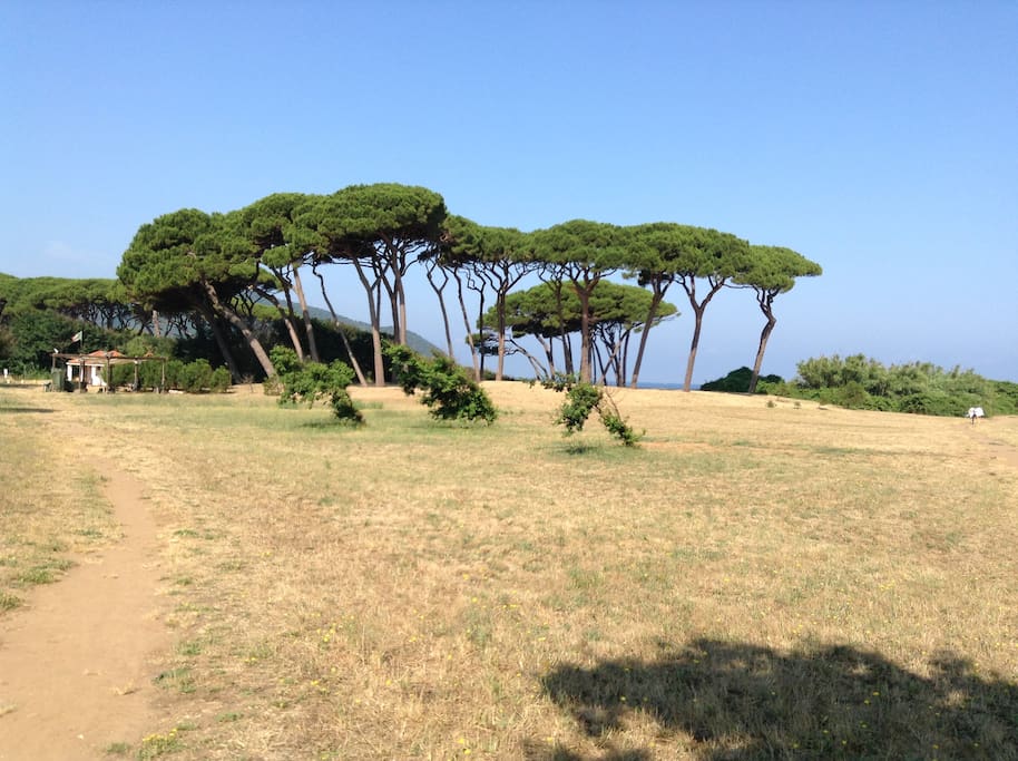 Pineta di Baratti