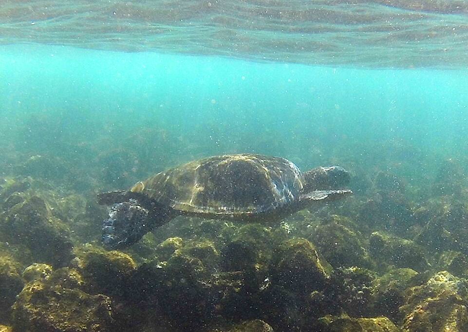 Our central location gives you a variety of options to go snorkeling with the Honu or...