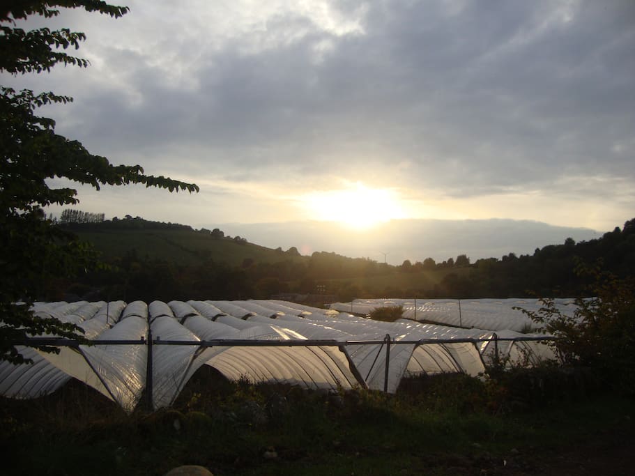 Polytunnels of fruit