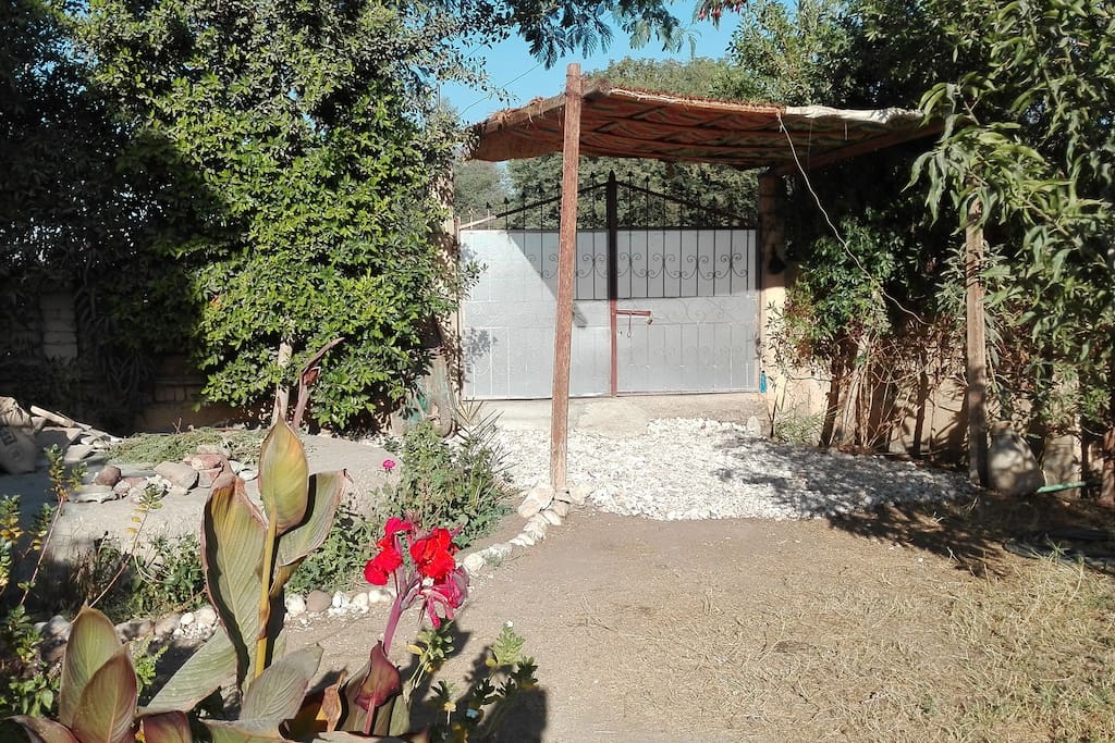 The garden