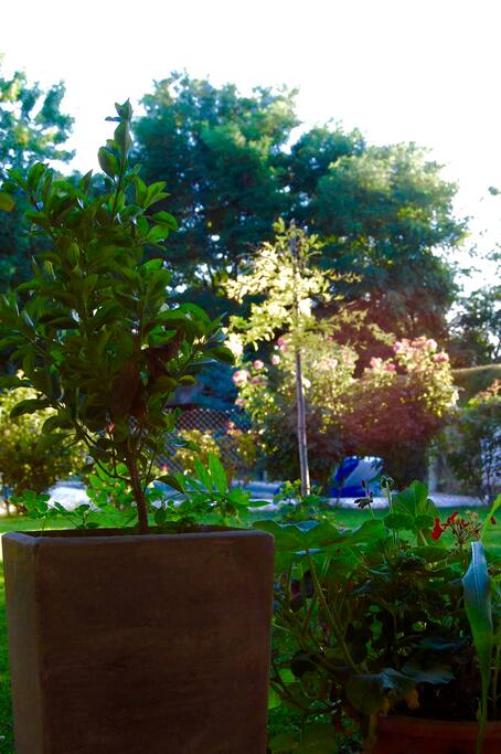 Blick in den Garten
